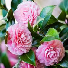 Pink Camellia Flower Seeds