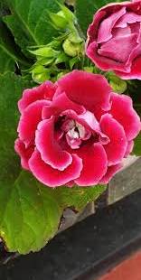 Pink Gloxinia Flower Seeds Heirloom Non - Heirloom Non GMO High Germination Flower Seeds for Organic Home Garden Plantin