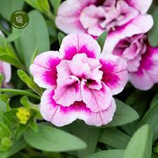 Pink White Double Calibrachoa Flower Seeds