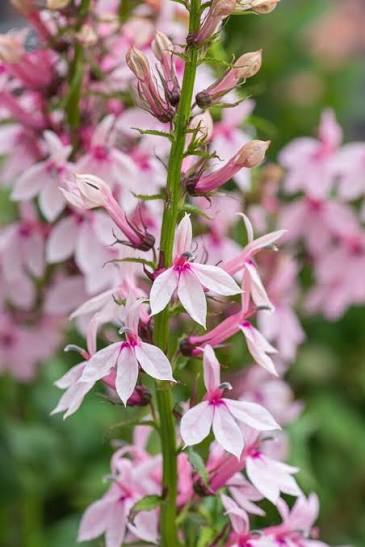 Pale Pink Lobelia Flower Seeds - Heirloom Non GMO Premium Garden Seeds for Planting, High Germination Outdoor Plants