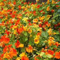 Red Yellow Nasturtium Flower Fresh Planting Kapuzinerkresse Flowers Flower Seeds Home Seeds for Planting Heirloom
