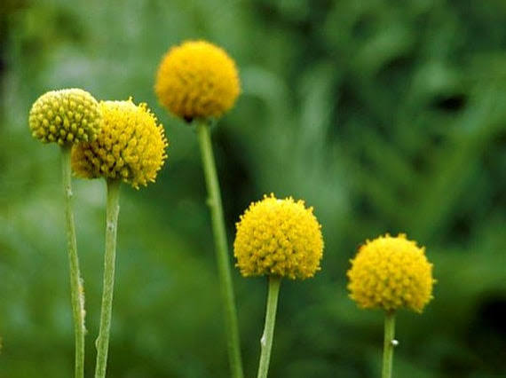 Yellow Billy Buttons Flower Seeds 
