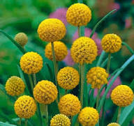 Yellow Billy Buttons Flower Flower Seeds - Heirloom Non GMO High Germination Organic Garden Planting Seeds
