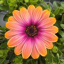 Orange Daisy Osteospermum Flower Seeds - Heirloom Non GMO High Germination Premium Flower Seeds for Home Garden