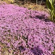 Violet Thyme Flower Seeds