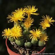Yellow Conophytum Flower Seeds - Heirloom Non GMO High Germination Flower Seeds for Planting
