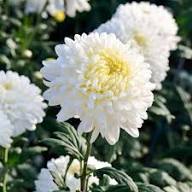 White Chrysanthemum Flower Seeds