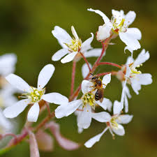 White Amelanchier Flower Seeds