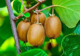 Actinidia Polygama Plant Growing Unique Hardy Kiwi Varieties For Kitchen Fruit Seeds