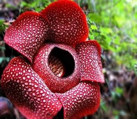 Rafflesia Flower Heirloom Non GMO High Germination Organic Garde Seeds - Heirloom Non GMO High Germination Garden Flowe