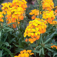 Orange Erysimum Flower Seeds Heirloom Non GMO High Germination Organic Garden Colorful for Planting
