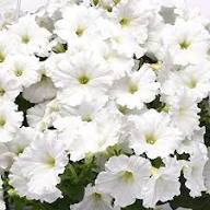 White White Petunia Flower Fresh Planting Petunias Flower Seeds Home Garden Planting Seeds for Planting Heirloom