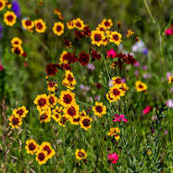 Red Coreopsis Flower Seeds - Heirloom Non GMO High Germination Flower Seeds for Planting