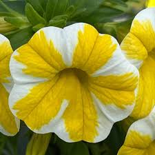 Yellow Lemon Calibrachoa Flower Seeds