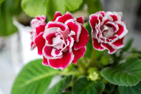Pink Gloxinia Flower Seeds 