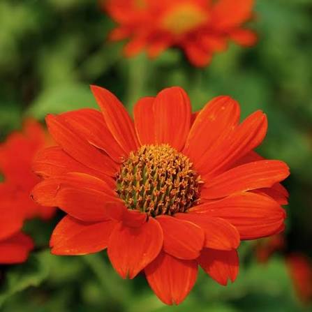 Tithonia Torch Flower