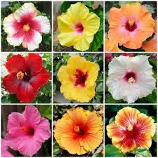 Mixed Hibiscus Flower Seeds