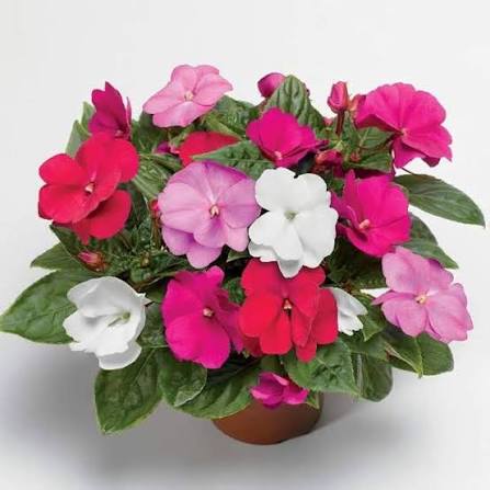 Guinea Flower 