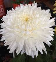 White Chrysanthemum Flowers Seed f