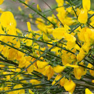 Cytisus Flower for Planting Heirloom Non-GMO High Germination Organic Garden for Colorful Landscapes Seeds - Heirloom