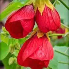 Mixed Lantern Hibiscus Flower Seeds