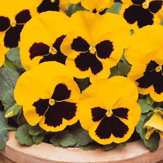 Pansy Flower Seeds Multi Colour - Heirloom Non GMO Premium Garden Seeds for Planting, High Germination Outdoor Plants