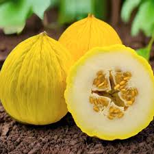 yellow casaba melon sweet melons for planting in your garden Fruit seeds