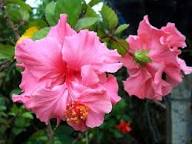 Red Pink Hibiscus Flower Seeds 