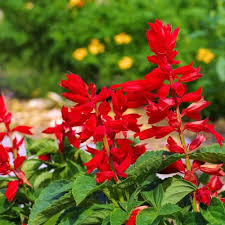 Red Grevillea Flower Seeds