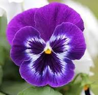 White Fresh Violet Pansy Flower Seeds Heirloom Non-GMO High Germination Organic Garden Seeds - Heirloom Non GMO High