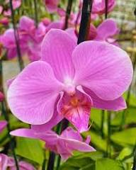 Pink Phalaenopsis Orchid Pale Fresh Garden Flower Planting Flower Seeds for Planting Heirloom Non-GMO High Germination