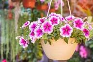 Pink White Petunia Flower Seeds