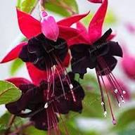 Black Fuchsia Hanging Flower Seeds Premium Seeds for Planting High Germination Organic Garden Seeds Easy Grow Blossoms