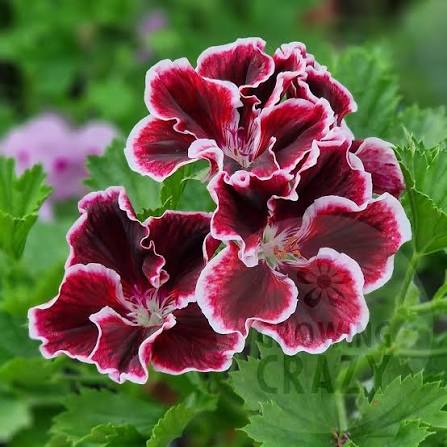 Pelargonium Flower Seeds