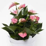 Mixed Anthurium Flower Seeds for Planting Exotic Flowering Plants Heirloom Non-GMO High Germination Organic Garden Seeds Indoor Outdoor Ornamental Plants Colorful Backyard Beauty Collection