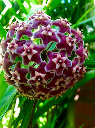Hoya Flower Mixed Heirloom Non-GMO High Germination Organic Garden for Planting Colorful Garden Flower Seeds - Heirloom