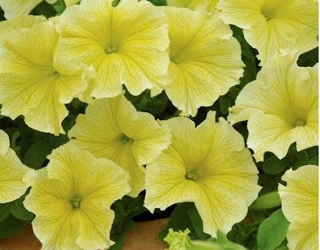 Yellow Light Double Petunia Flower Seeds 