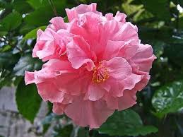 Red Pink Hibiscus Flower Seeds 