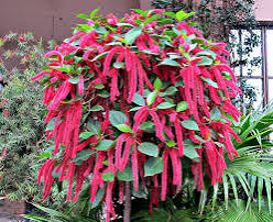 Acalypha Hispida Flower Seeds