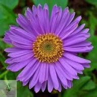 Violet Brachyscome Flower Exotic Flowering Plants for Planting Heirloom Non-GMO High Germination Organic Garden for C
