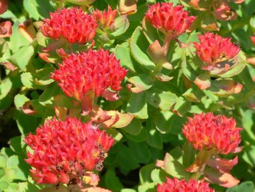 Red Rhodiola rosea Flower Seeds