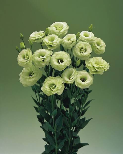 Green Lisianthus Flower Seeds