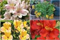 Mixed Alstroemeria Flowers Seeds Heirloom Non - Heirloom Non GMO Flower Seeds, Premium High Germination Garden Planting