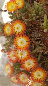 Orange Delosperma Cooper Flower Seeds - Heirloom Non GMO High Germination Premium Flower Seeds for Home Garden