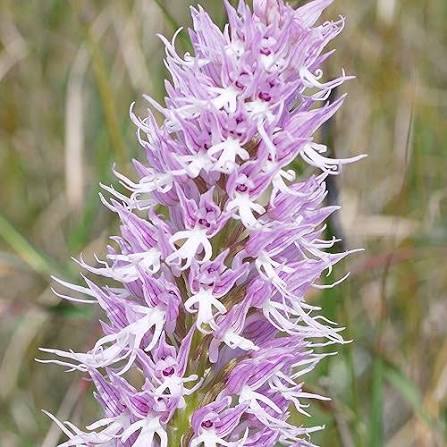 Purple Naked Orchid Flower Seeds