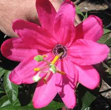 Pink Passiflora Mollissima Flower Seeds
