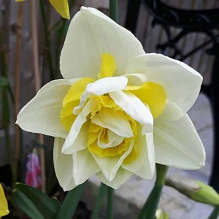 Daffodil Flower Seeds