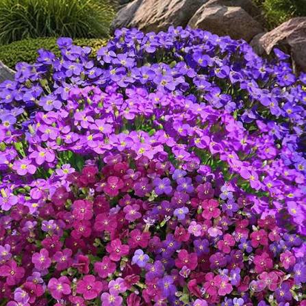 Mixed Organic Cress Flower Seeds 