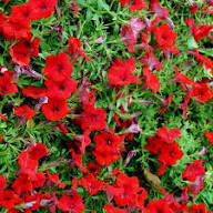 Petunia Mixed Double Petals Flower Seeds Heirloom Non-GMO Seeds for Planting High Germination Organic Garden Seeds Easy