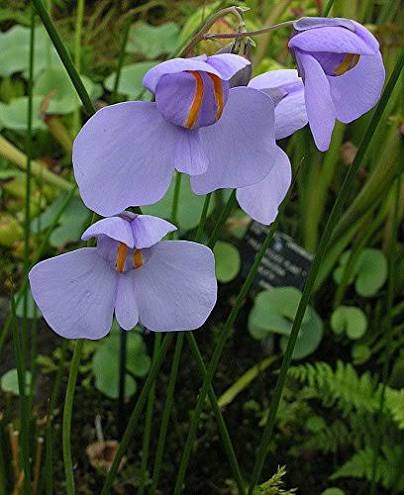 Utricularia Flower Seeds 